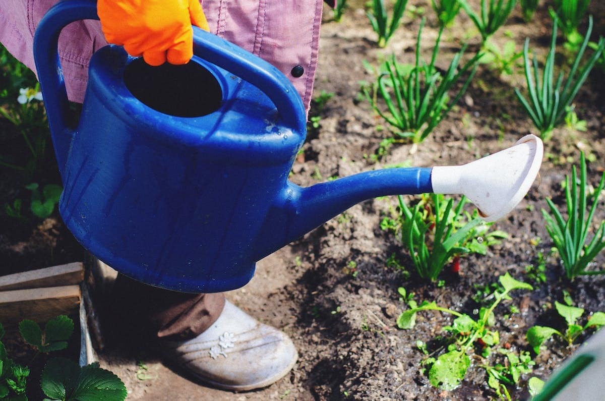 Comment arroser les courgettes ? conseils et astuces pour un entretien ...