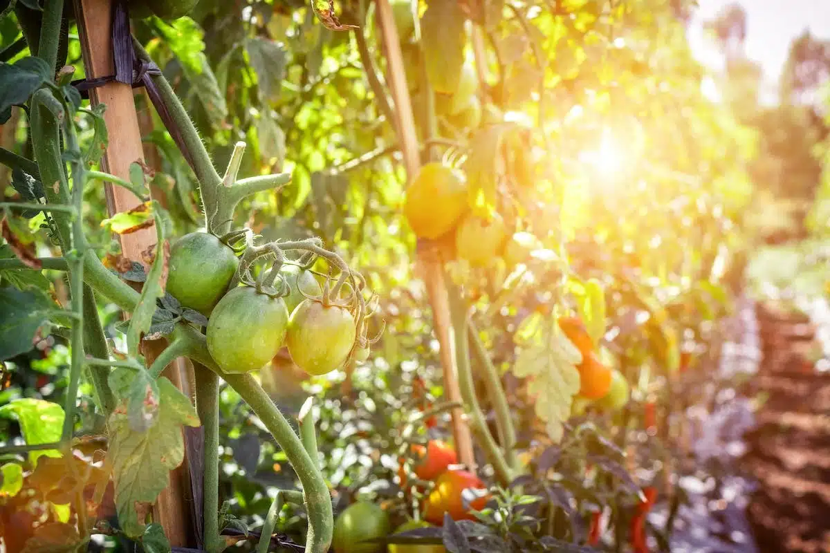 tomate  cultivation