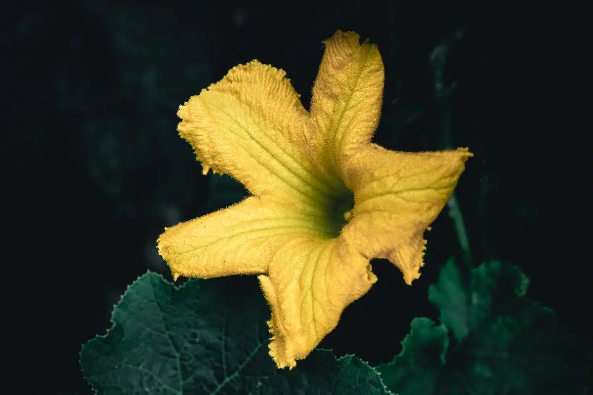 courgette jaune