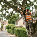 Élagueur professionnel en train d'élaguer un grand chêne dans un quartier résidentiel de Caen avec harnais et équipement de sécurité