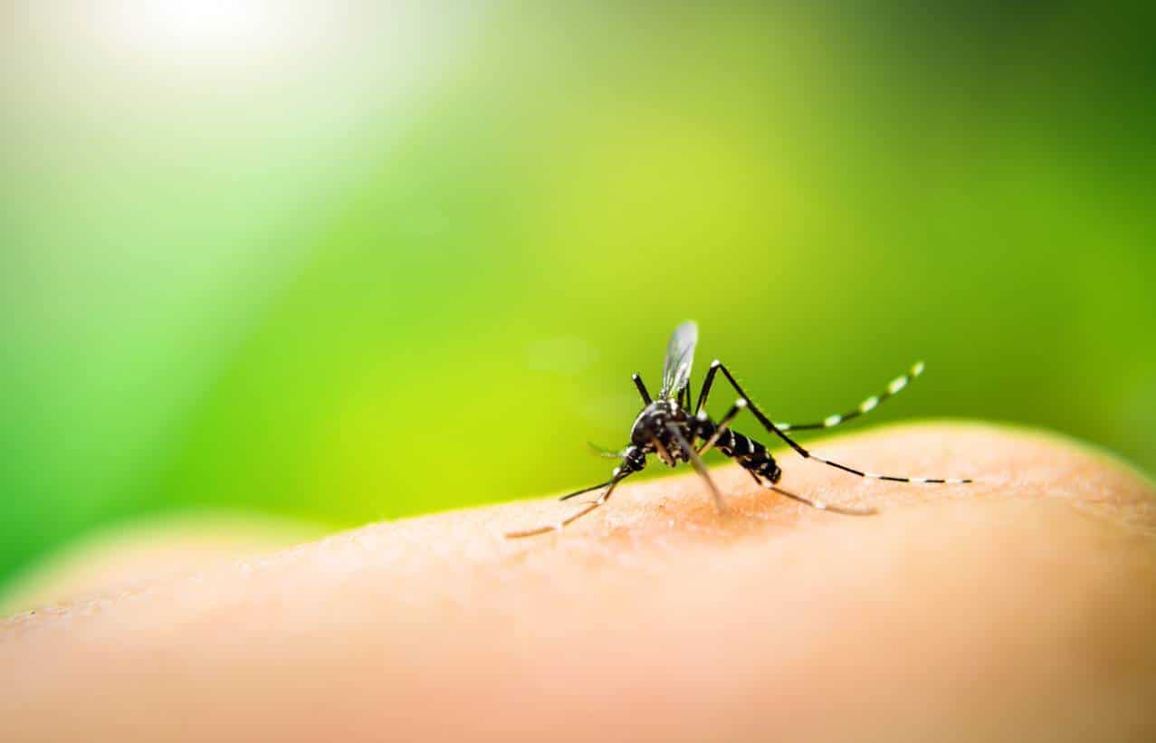 attaque de moustique