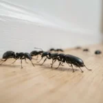 Gros plan de petits insectes noirs — fourmis et coléoptère sombre — rampant le long d'une plinthe en bois à l'intérieur d'une maison