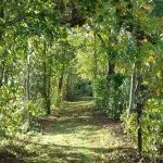 jardin