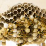 Nid de guêpes à Valence ? Faites intervenir un professionnel en urgence !