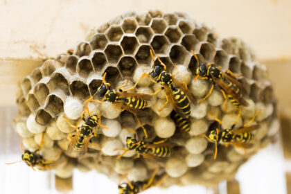 Nid de guêpes à Valence ? Faites intervenir un professionnel en urgence !