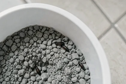 Pupe de mouche visible dans la litière grise d'un bac à chat en plastique blanc, vue de dessus en macro